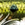 0001_Spro_Fat_Iris_50_CR_[Shad].jpg